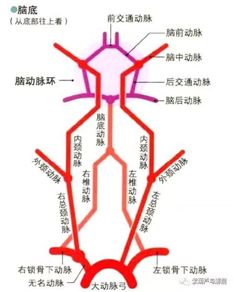 外頸動脈分支口訣|醫學口訣大亂鬥